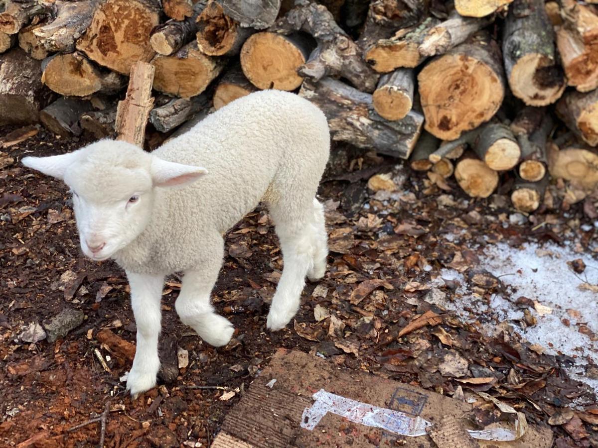 Estancia Bonanza Patagonian Lodge Experience エル・チャルテン エクステリア 写真